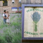 Lavender Farm Engagement Session